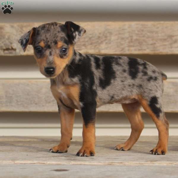 Lilly, Miniature Pinscher Puppy