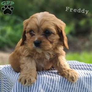 Freddy, Cavapoo Puppy