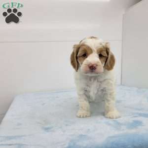 Carl, Cockapoo Puppy