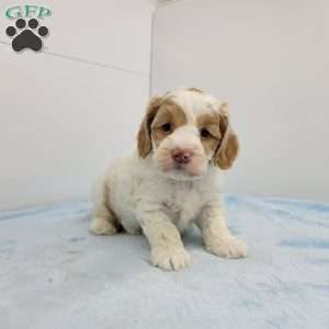 Carl, Cockapoo Puppy