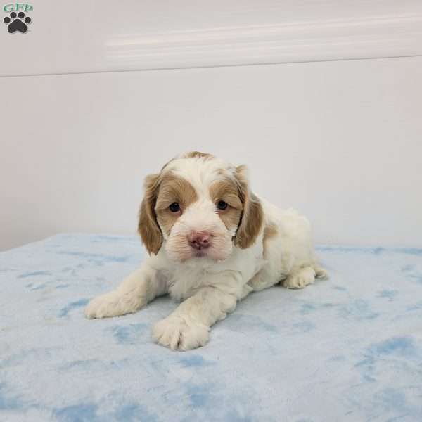 Carl, Cockapoo Puppy