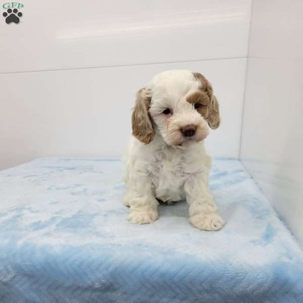Chance, Cockapoo Puppy