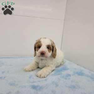 Carlin, Cockapoo Puppy