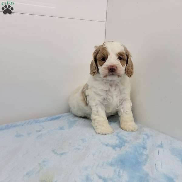 Carlin, Cockapoo Puppy