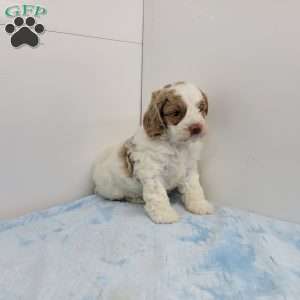 Carlin, Cockapoo Puppy