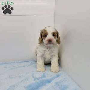 Carlin, Cockapoo Puppy