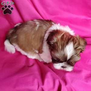 Coco, Shih Tzu Puppy
