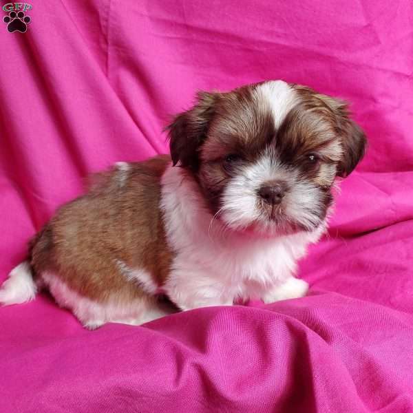 Coco, Shih Tzu Puppy