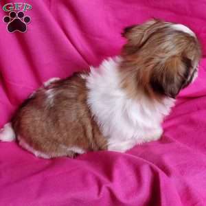 Coco, Shih Tzu Puppy