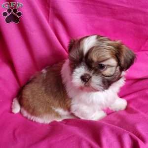 Coco, Shih Tzu Puppy