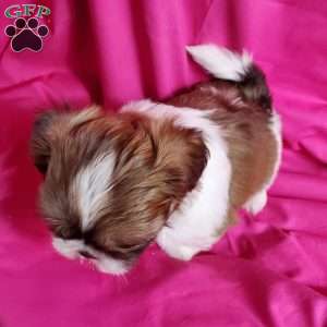 Coco, Shih Tzu Puppy