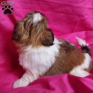 Coco, Shih Tzu Puppy