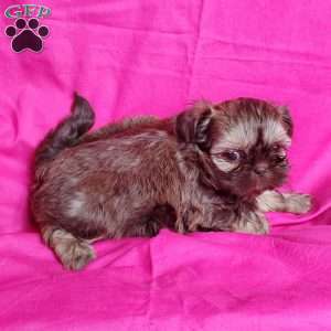Princess, Shih Tzu Puppy
