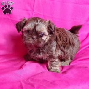Princess, Shih Tzu Puppy