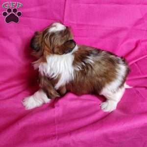 Zoe, Shih Tzu Puppy