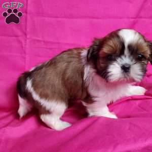 Zoe, Shih Tzu Puppy