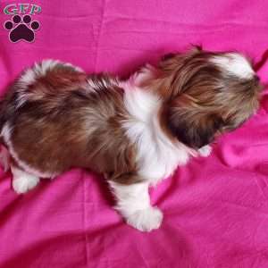 Zoe, Shih Tzu Puppy