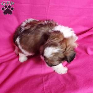 Zoe, Shih Tzu Puppy