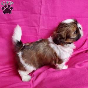 Zoe, Shih Tzu Puppy