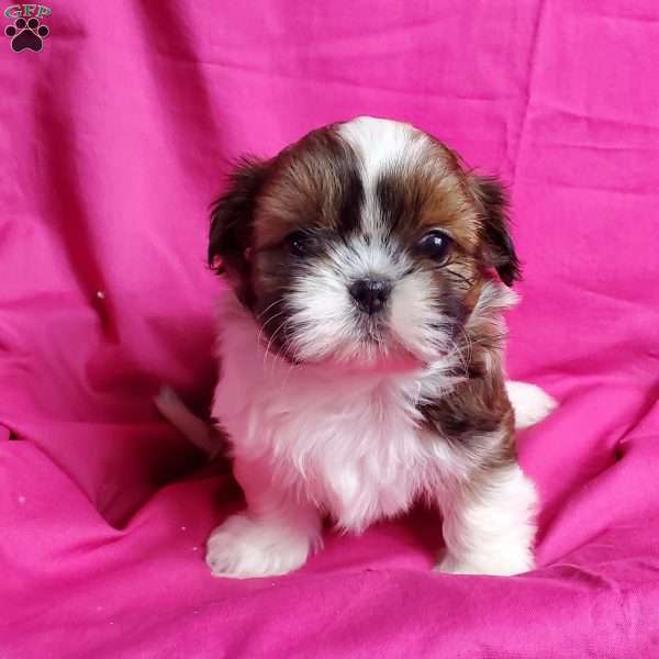 Zoe, Shih Tzu Puppy