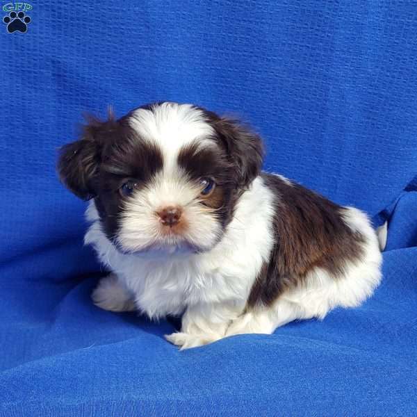Mocha, Shih Tzu Puppy