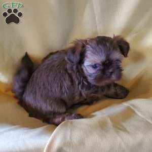 Princess, Shih Tzu Puppy
