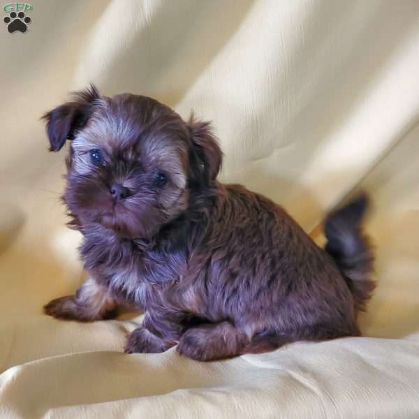 Princess, Shih Tzu Puppy