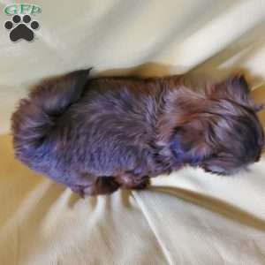 Princess, Shih Tzu Puppy
