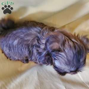 Princess, Shih Tzu Puppy
