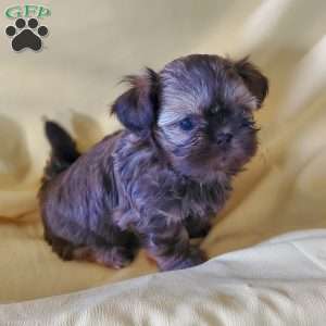 Princess, Shih Tzu Puppy