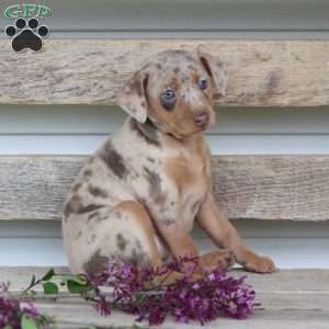 Rose, Miniature Pinscher Puppy