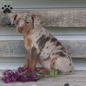 Rose, Miniature Pinscher Puppy