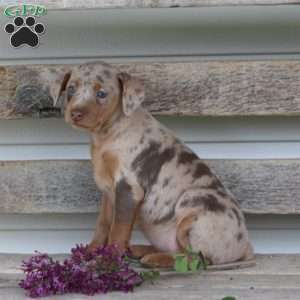 Rose, Miniature Pinscher Puppy