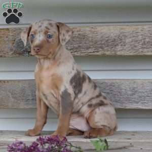 Rose, Miniature Pinscher Puppy