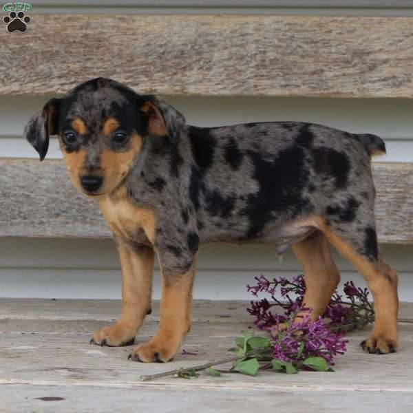 Asher, Miniature Pinscher Puppy