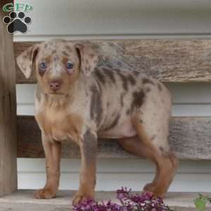 Rose, Miniature Pinscher Puppy