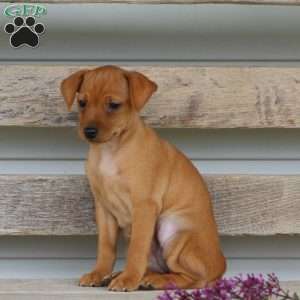 Iris, Miniature Pinscher Puppy