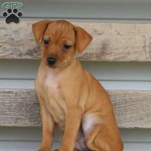 Iris, Miniature Pinscher Puppy