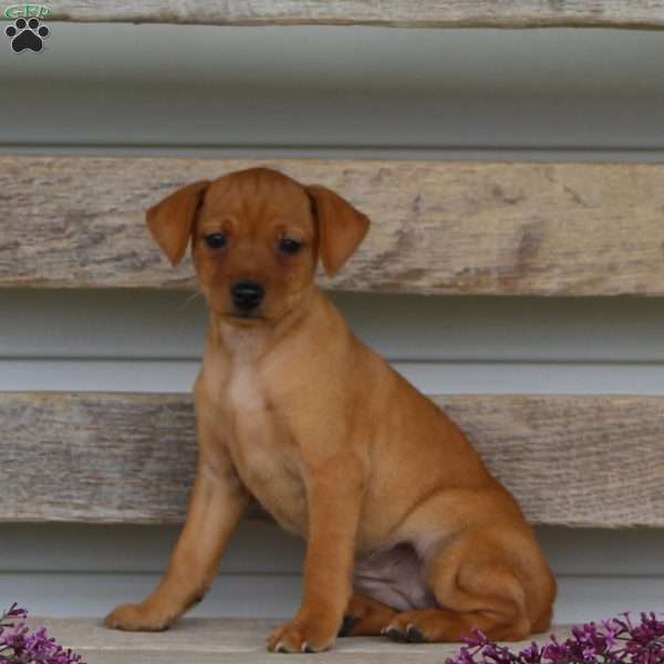 Iris, Miniature Pinscher Puppy