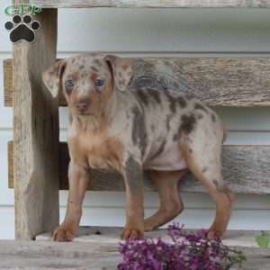Rose, Miniature Pinscher Puppy
