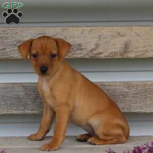Iris, Miniature Pinscher Puppy