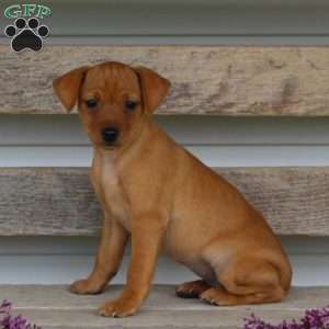 Iris, Miniature Pinscher Puppy