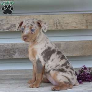 Rose, Miniature Pinscher Puppy