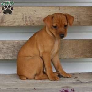 Iris, Miniature Pinscher Puppy