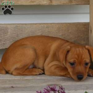 Iris, Miniature Pinscher Puppy
