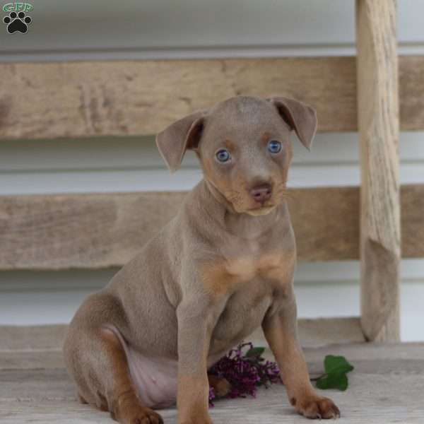 Florence, Miniature Pinscher Puppy