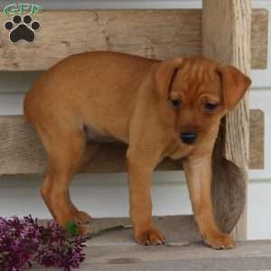 Iris, Miniature Pinscher Puppy