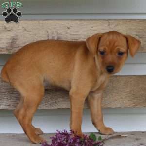 Iris, Miniature Pinscher Puppy