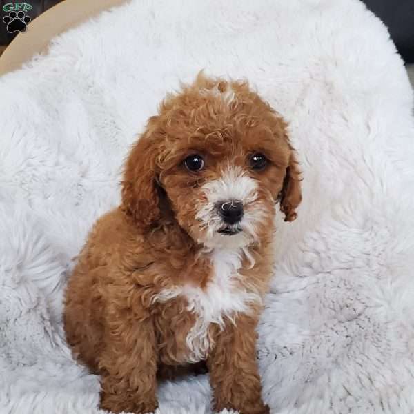 Dreamer, Cockapoo Puppy