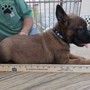 Texas, Belgian Malinois Puppy